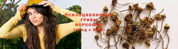 стаф Арсеньев